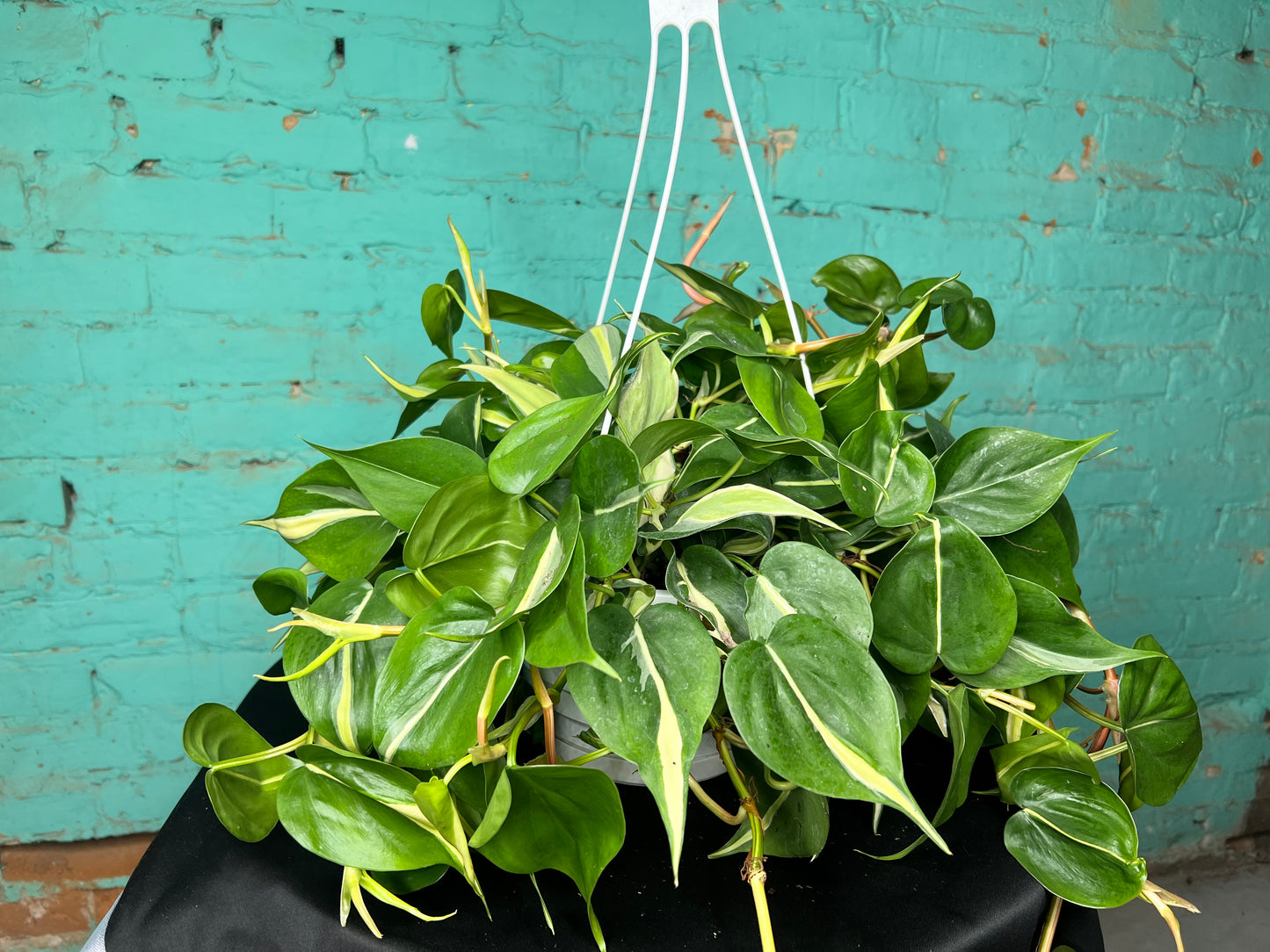 Philodendron Silver Stripe 8” basket