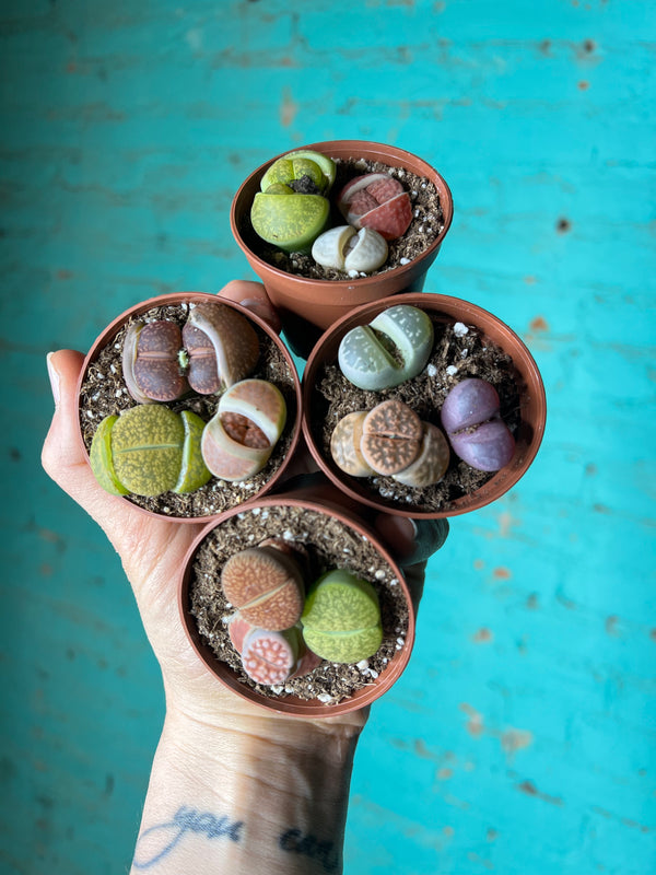 Living stones 3”