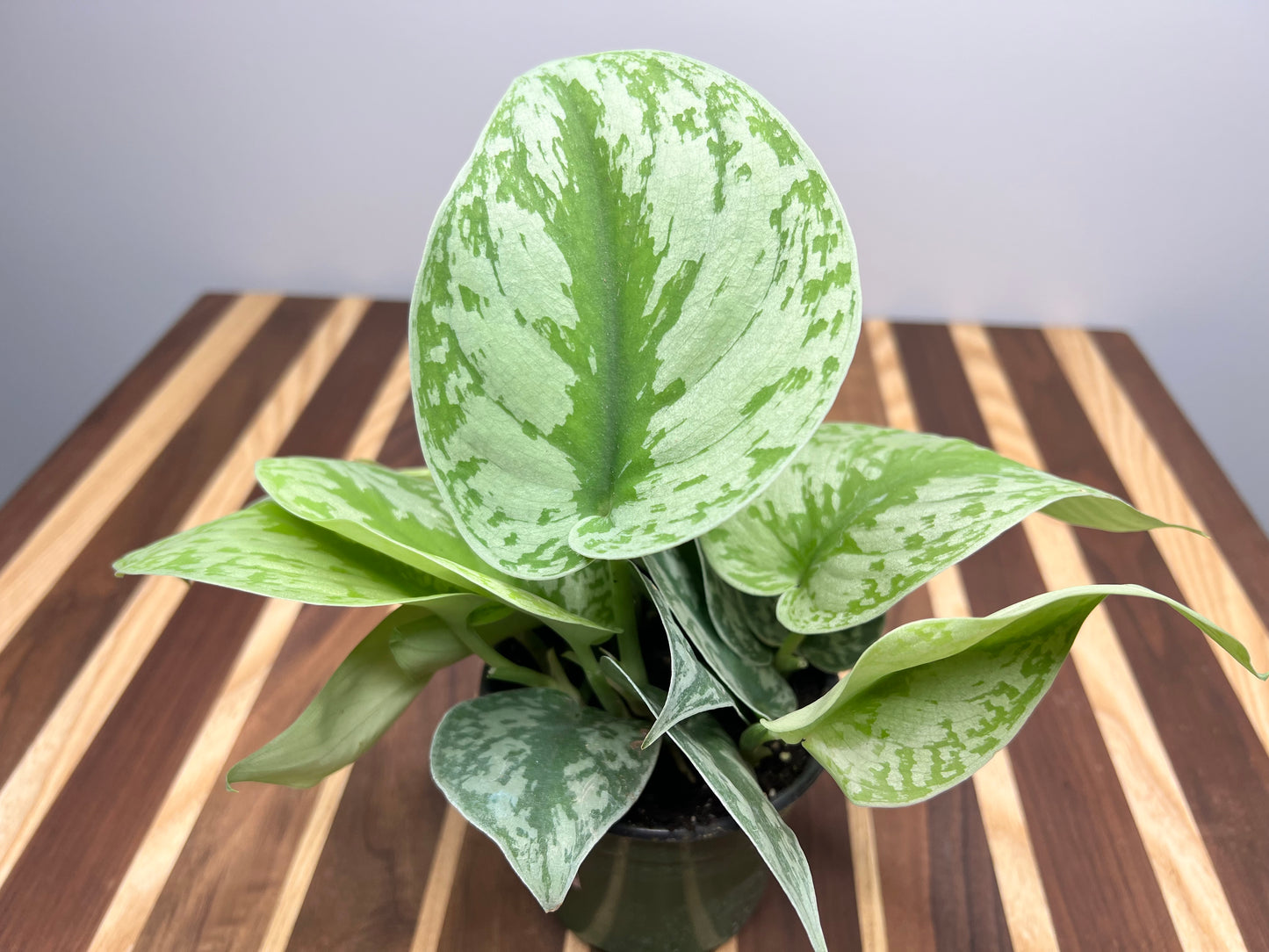 Scindapsus Pictus (Satin Pothos)