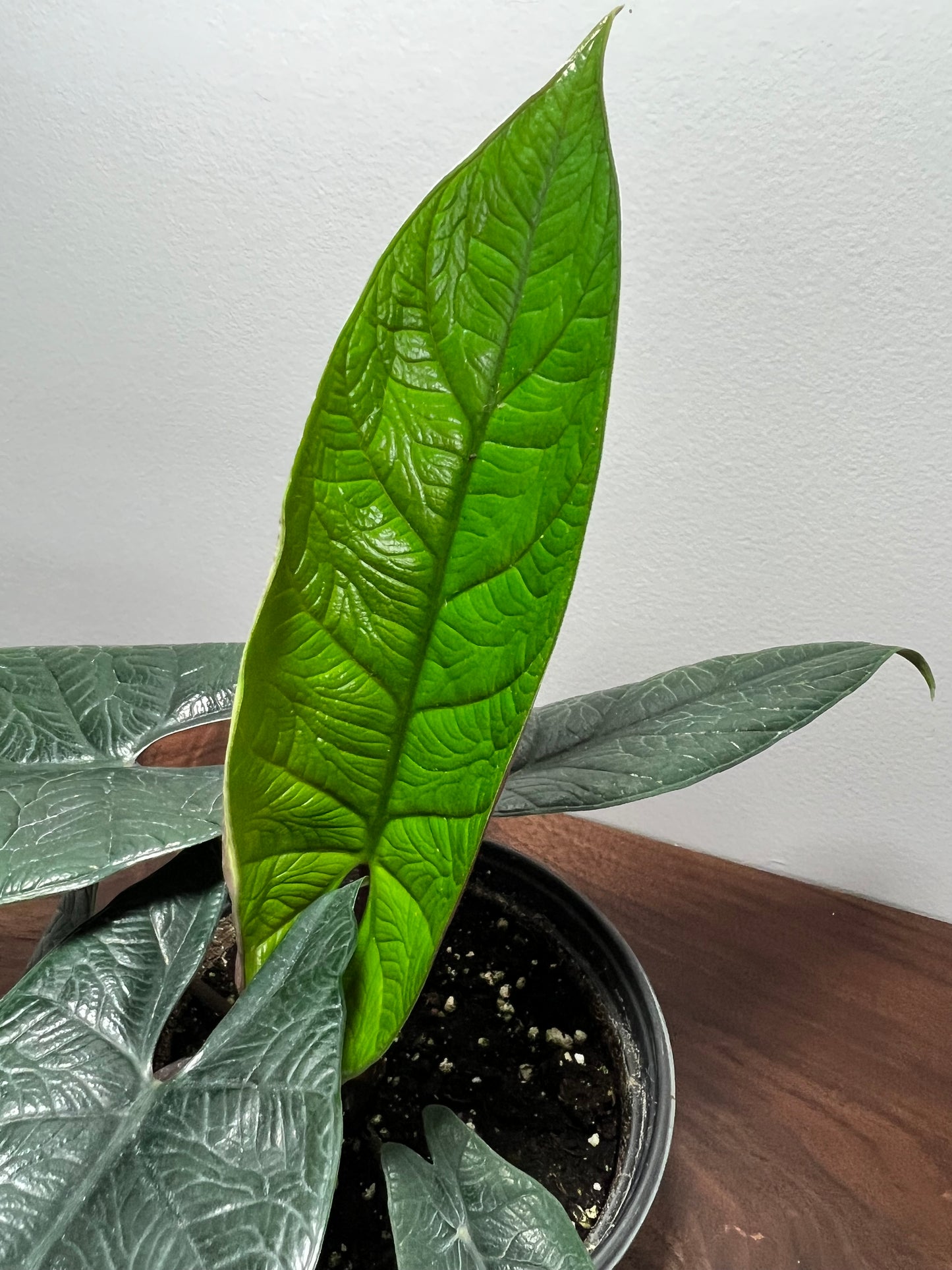 Alocasia scalprum 4”