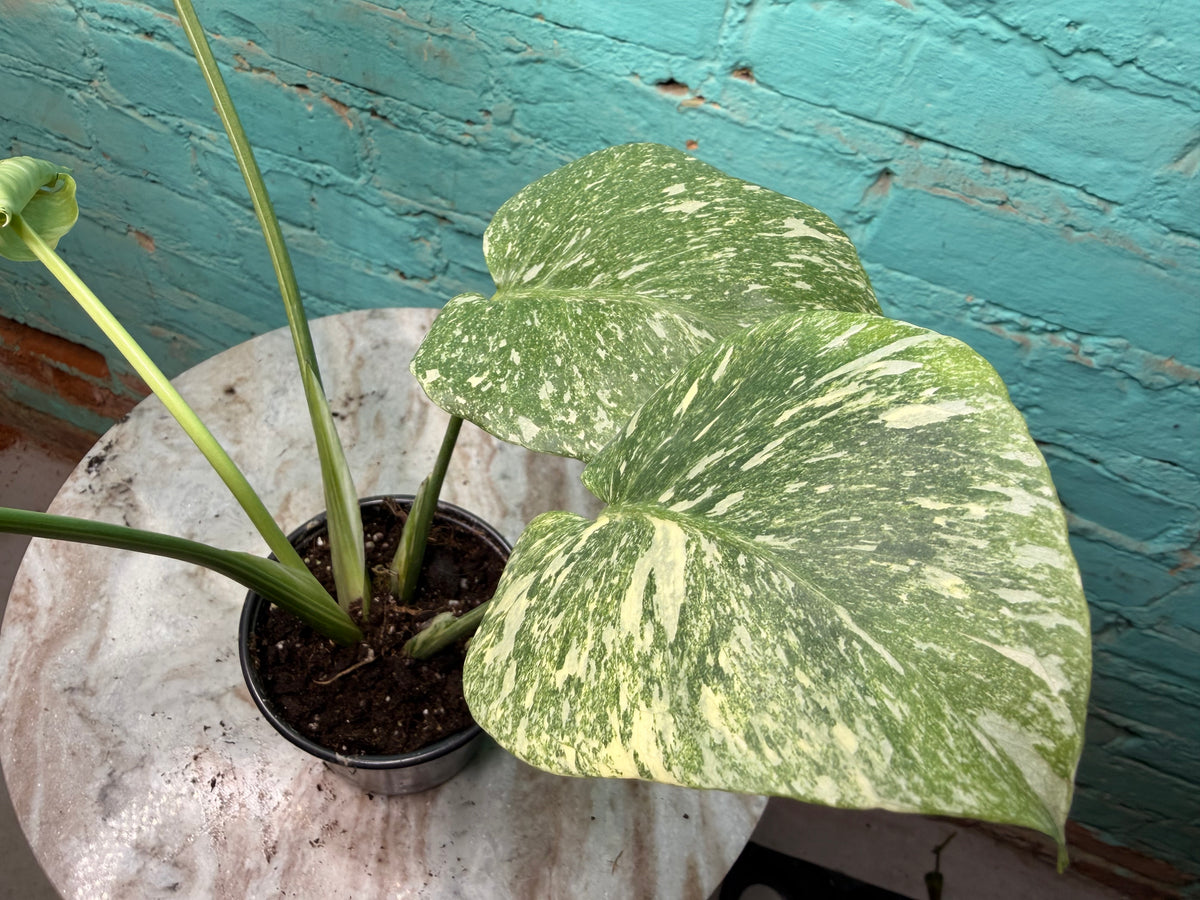 Monstera Legacy 4”