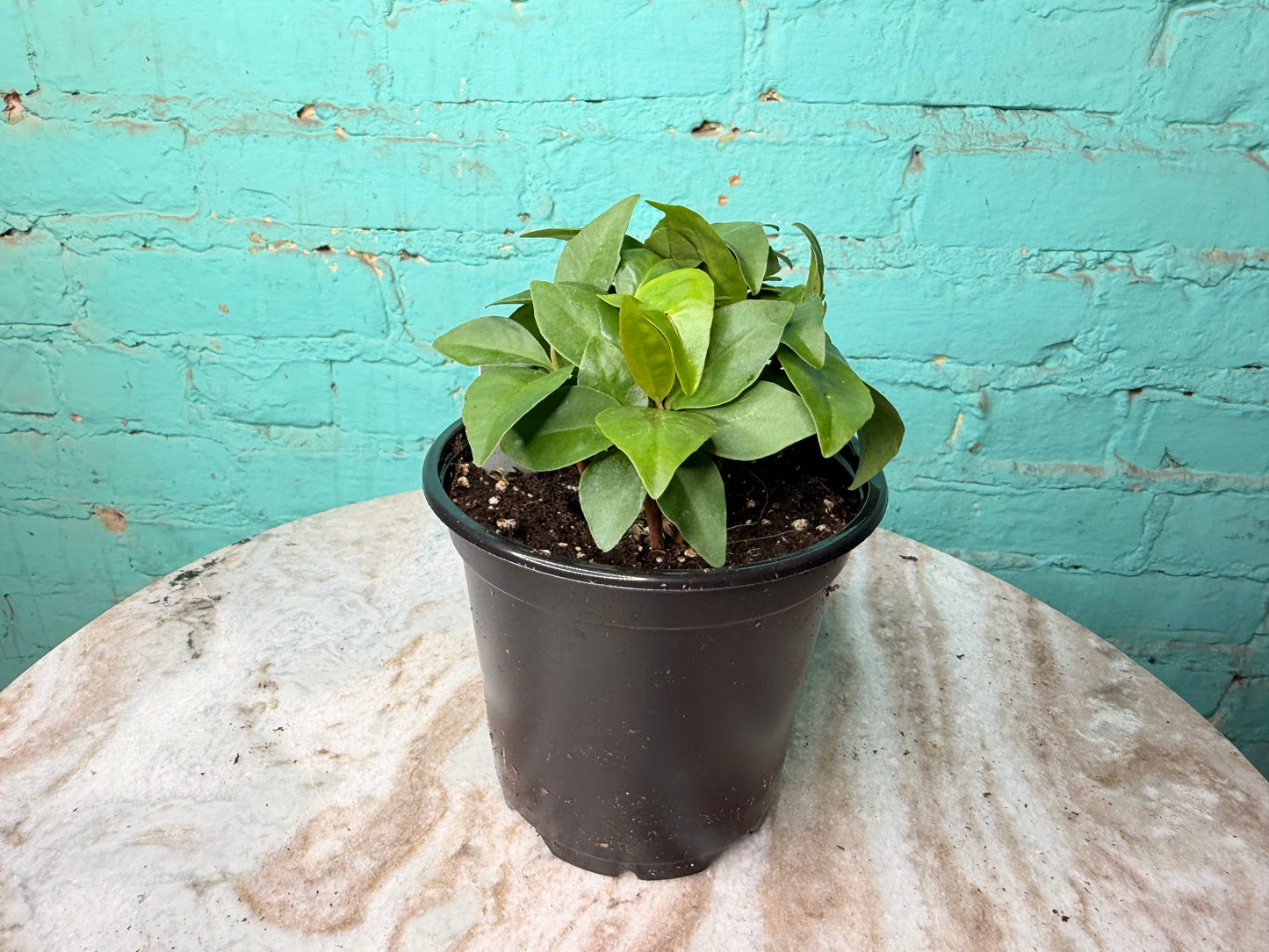 Ardisia Humillis 4” ‘Shoebutton’