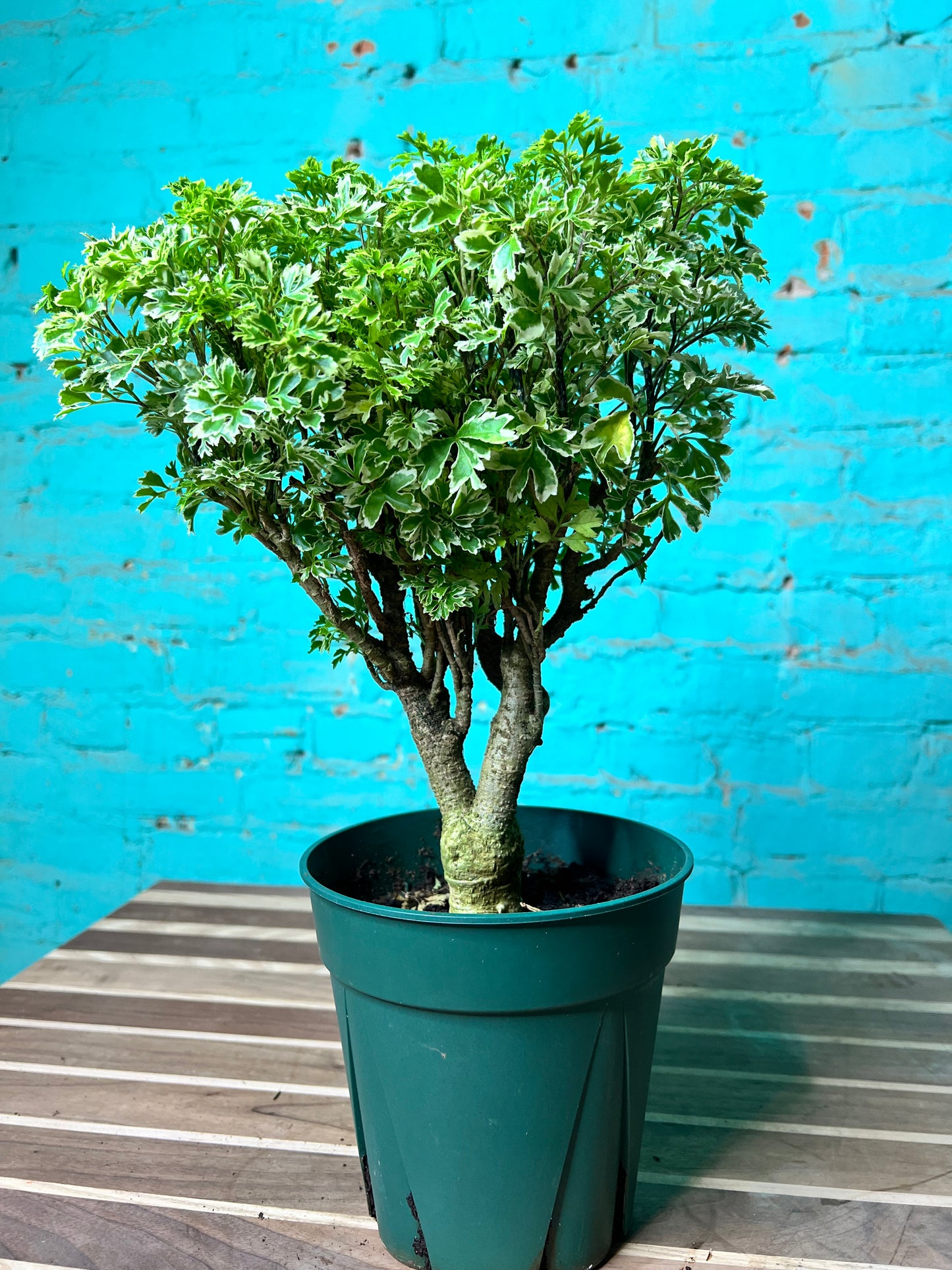 Ming Aralia variegated 6”