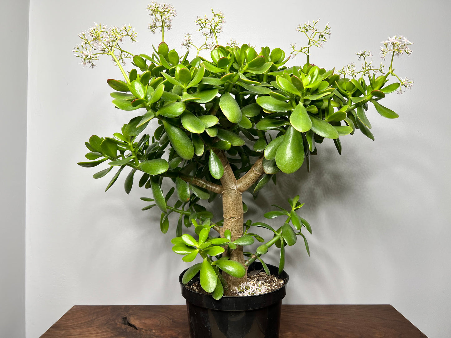 Jade tree 9” flowering -NO SHIPPING