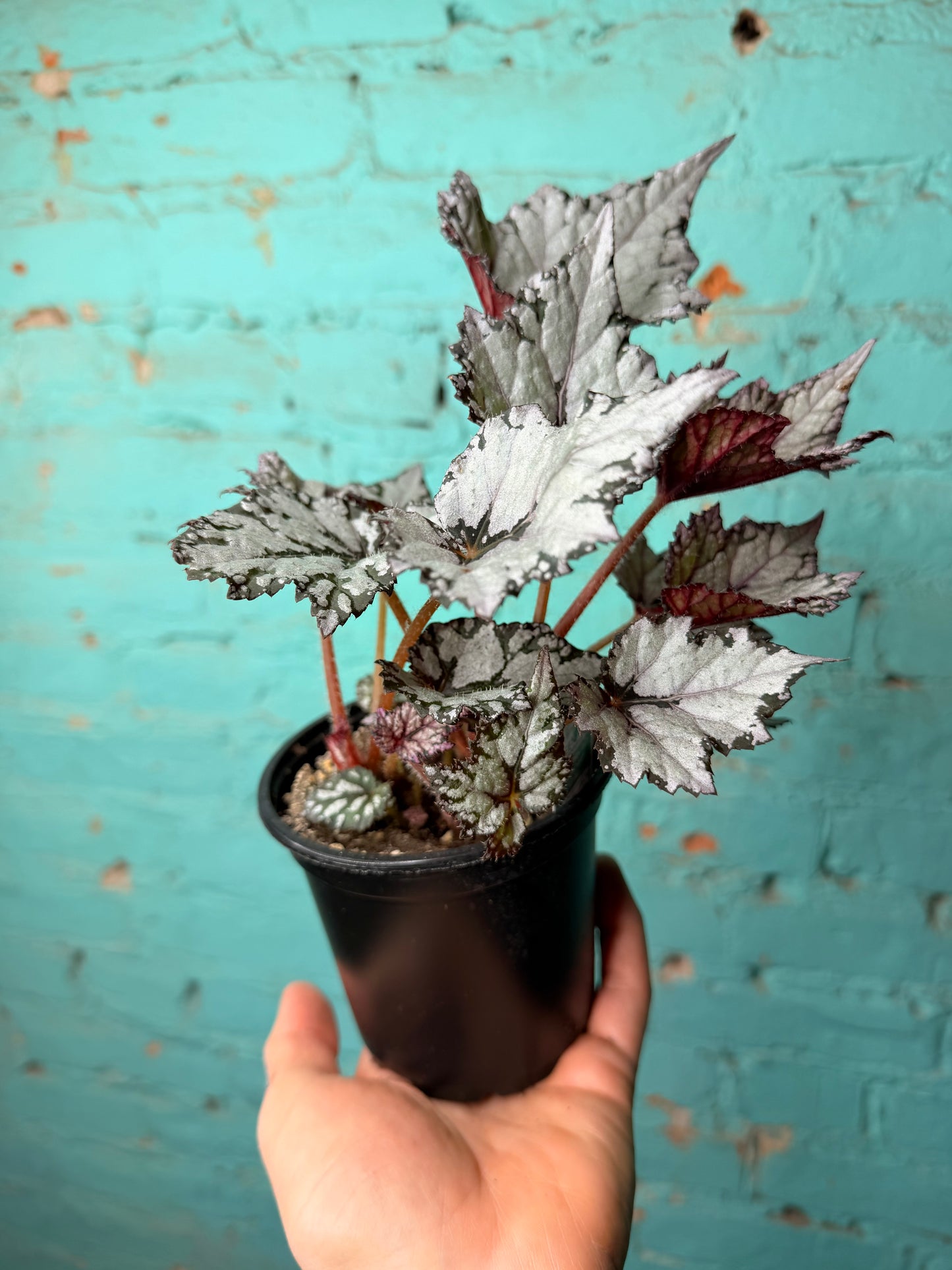 Begonia Rex “Bewitched White”