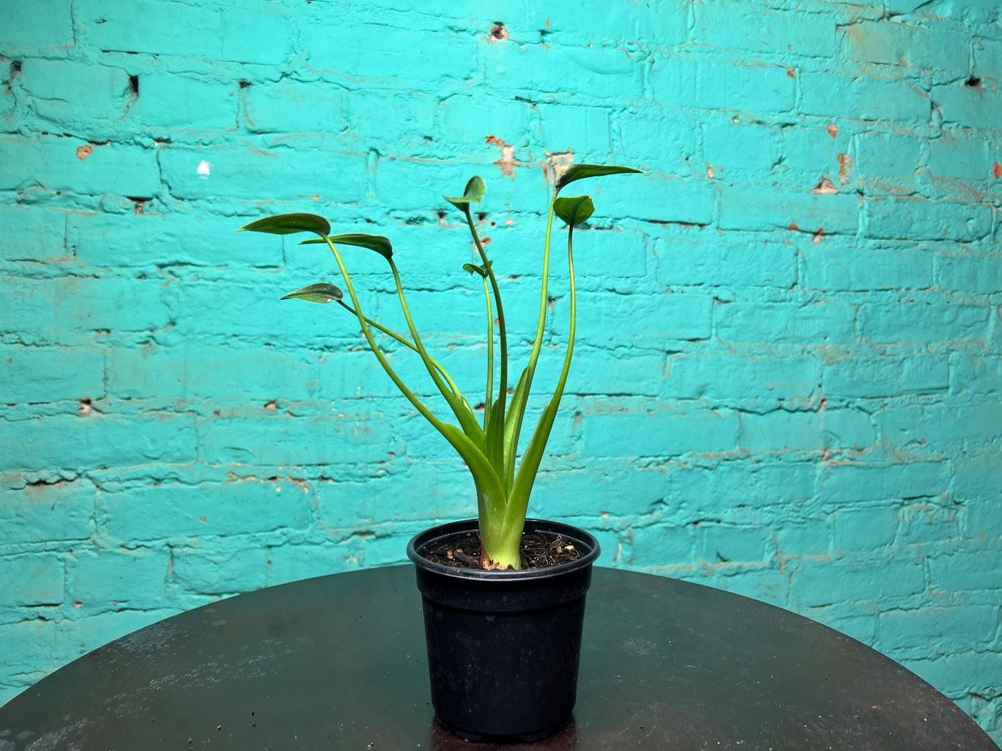 Alocasia Tiny Dancer 4”