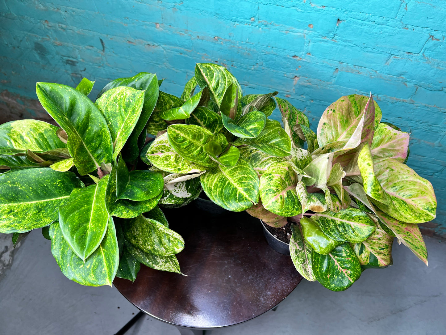 Aglaonema Lotus Delight 6”