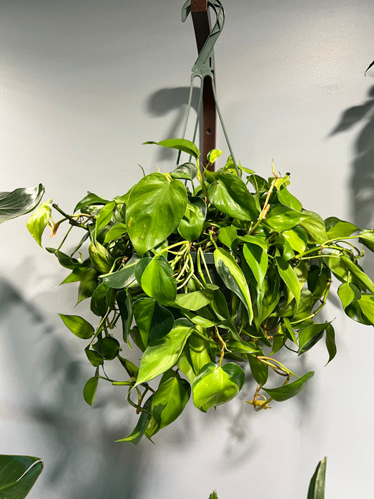 Philodendron Brasil 8” basket