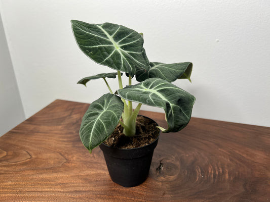 Alocasia-Black velvet