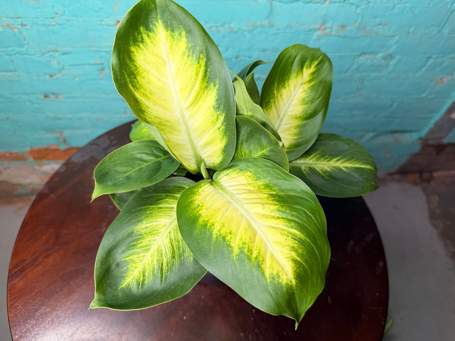 Dieffenbachia Honeydew 6”