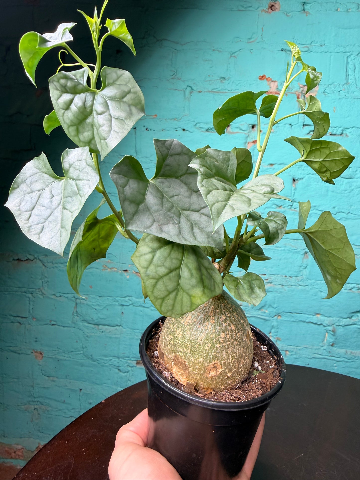 Gerrardanthus ‘Big Foot’ 4”