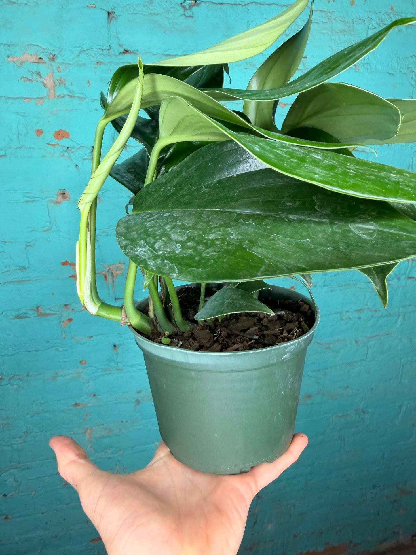Monstera Decursiva 6” “Dragon Tail”