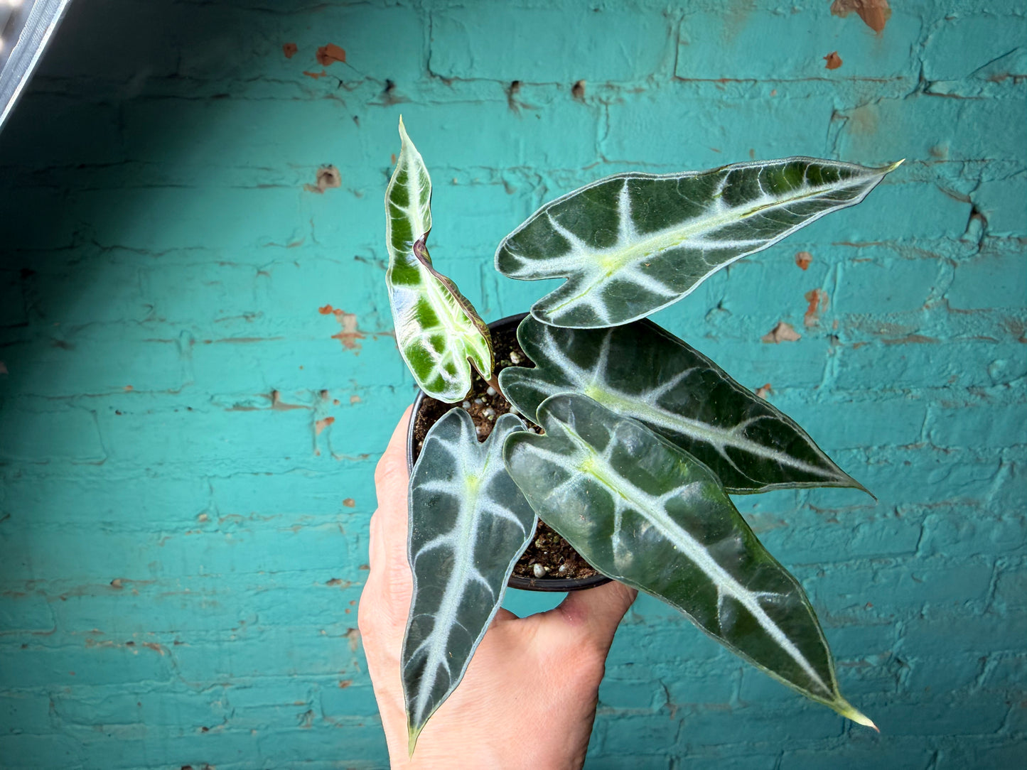 Alocasia ‘Bambino’ 4”