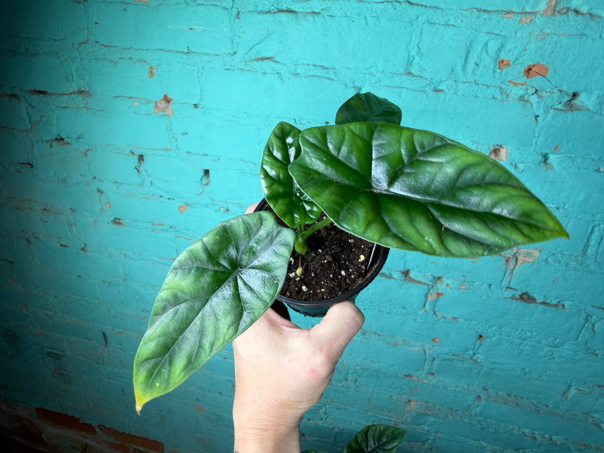 Alocasia Quilted Dreams 4”