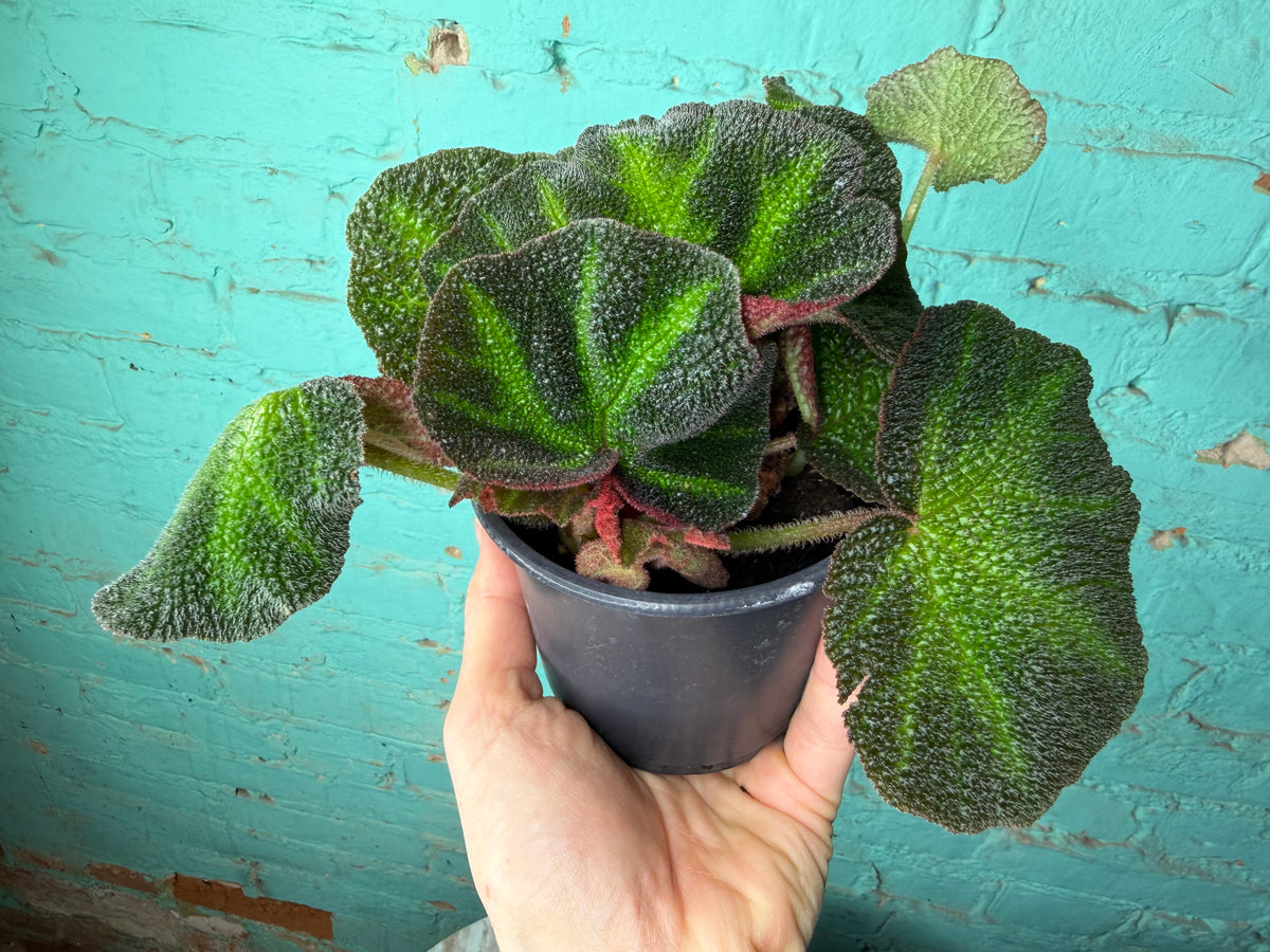 Begonia Iron Cross -Red 4”