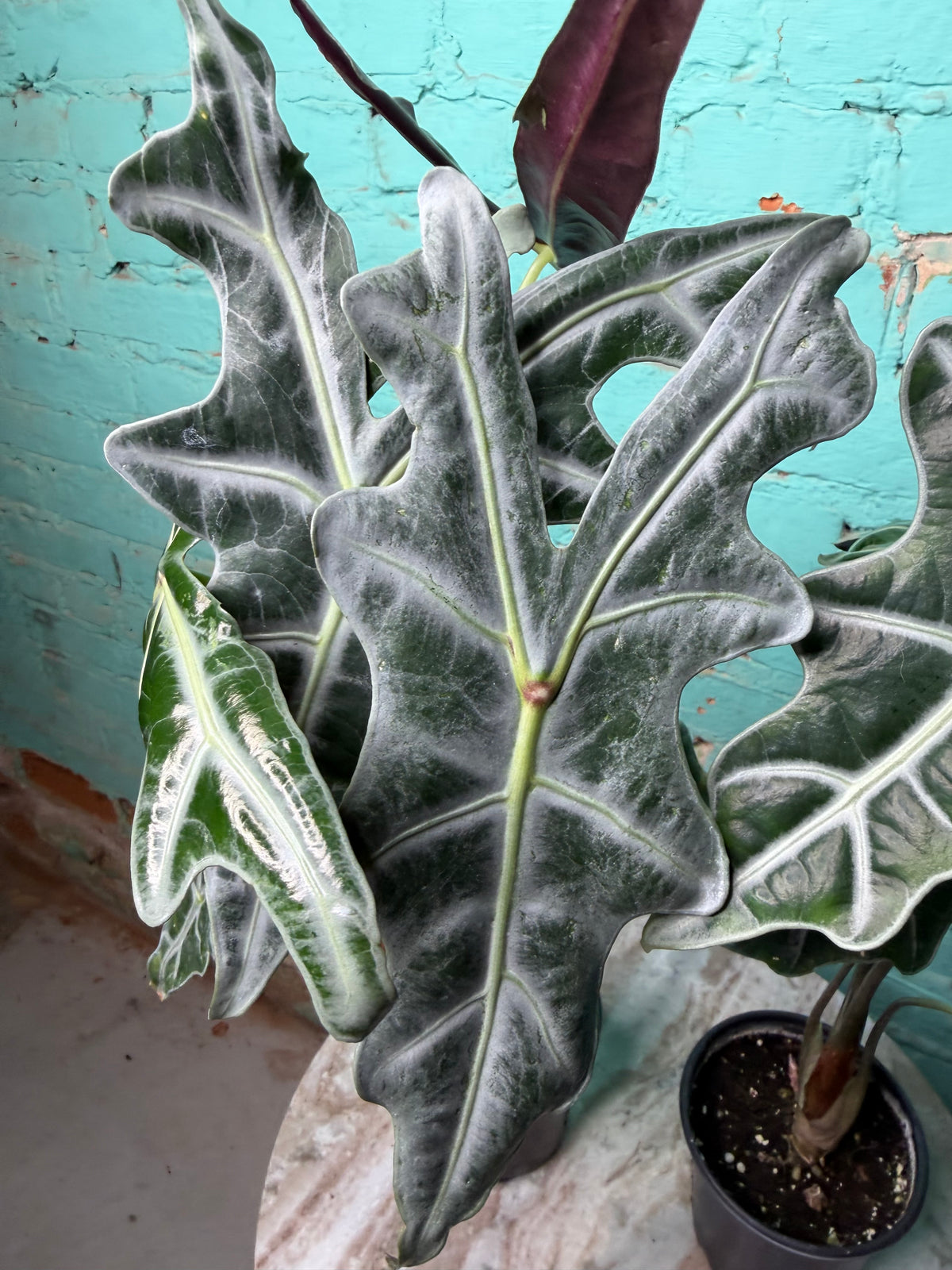 Alocasia Nobilis 4”