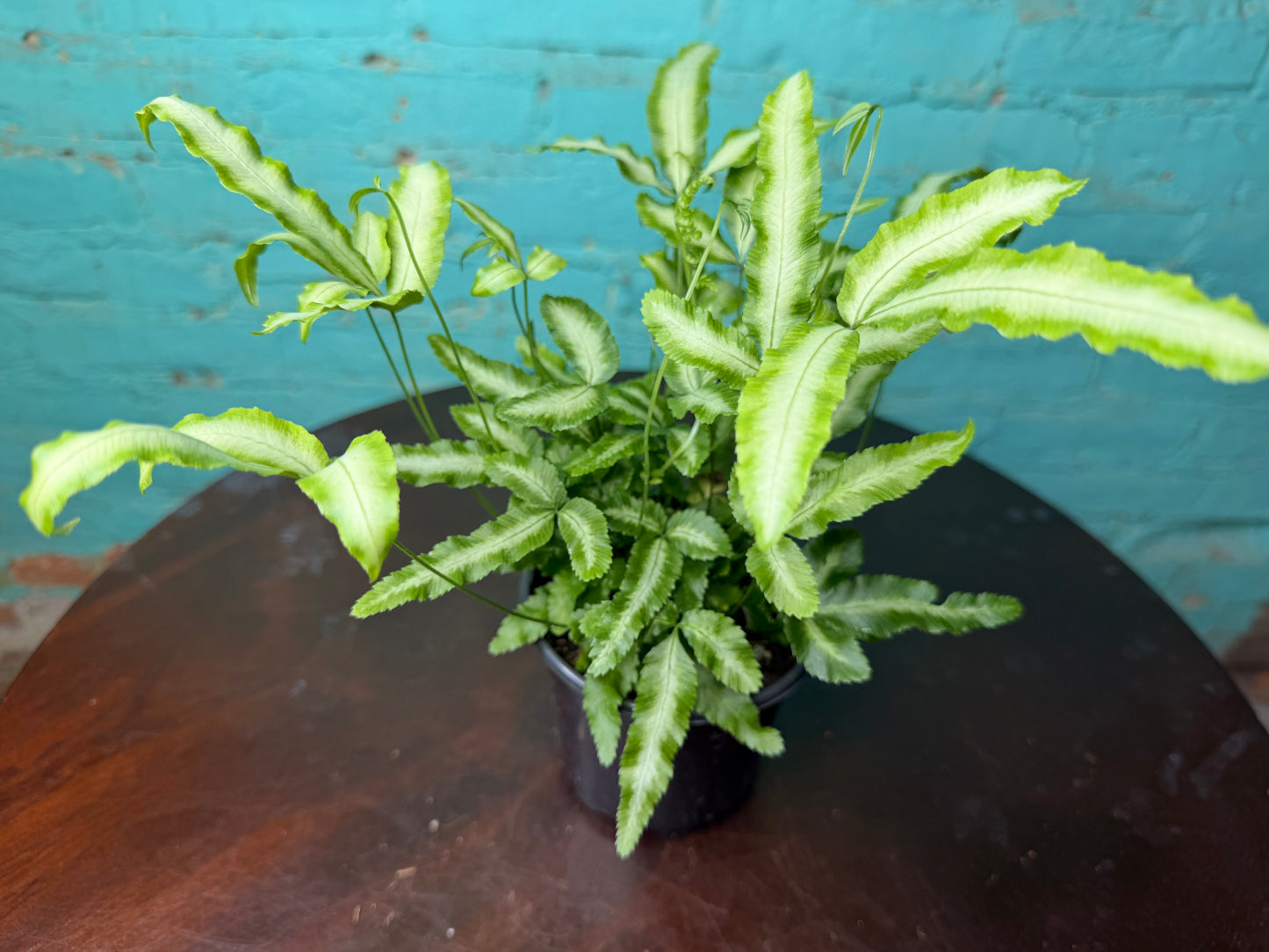 Silver Ribbon Fern