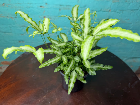 Silver Ribbon Fern