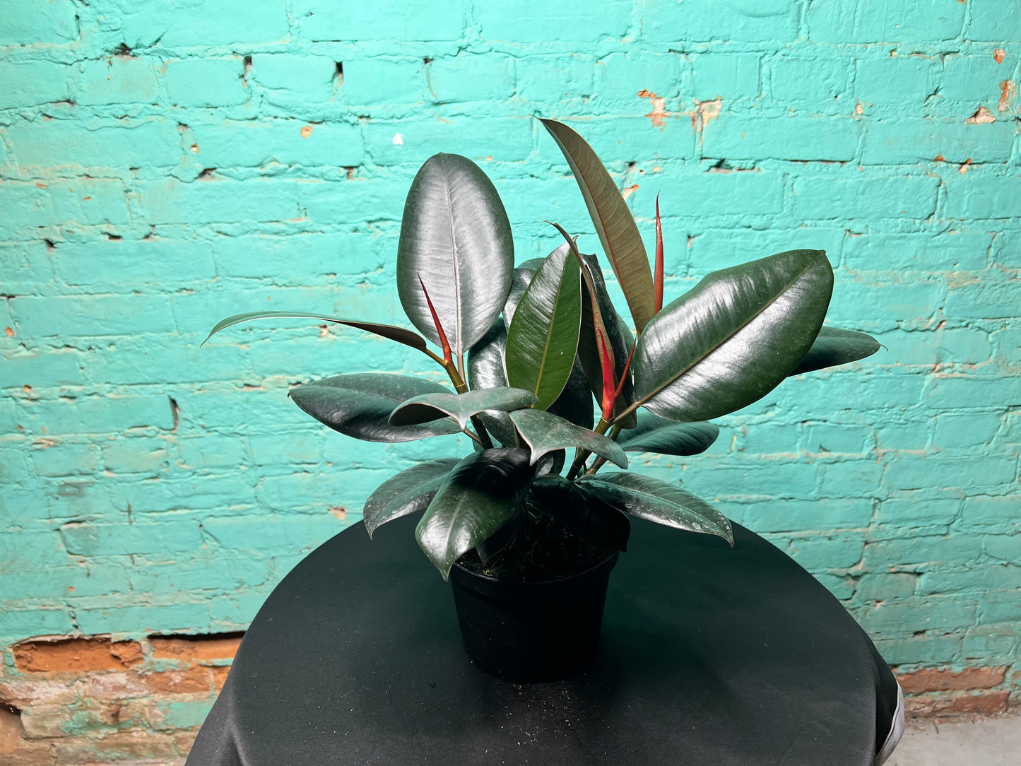 Ficus Elastica- Rubber Tree burgundy 6”