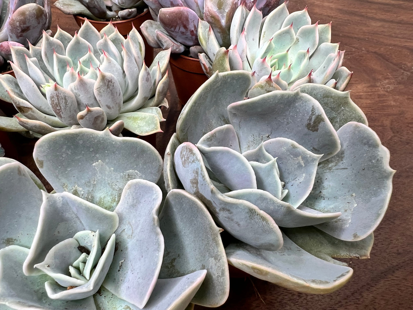 Echeveria (each)