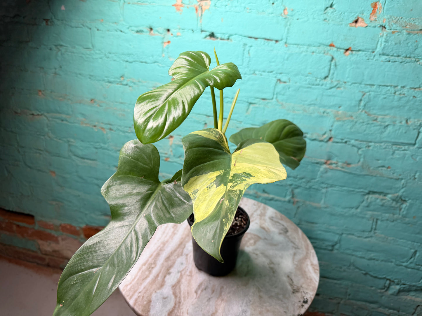 Philodendron Violin Variegated 4”