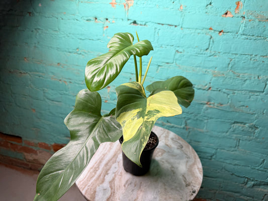 Philodendron Violin Variegated 4”