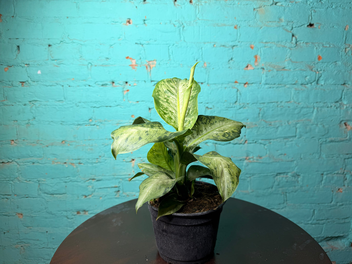 Dieffenbachia Tiki 6”