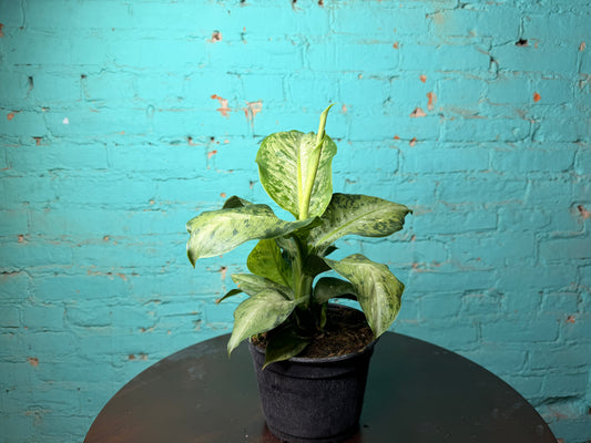 Dieffenbachia Tiki 6”