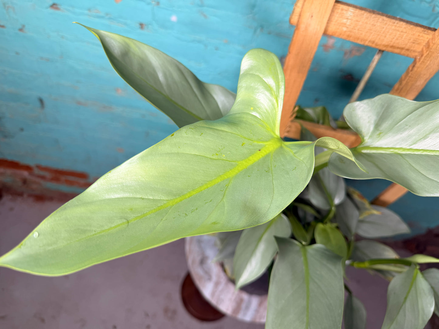 Philodendron Silver Sword Trellis 10”