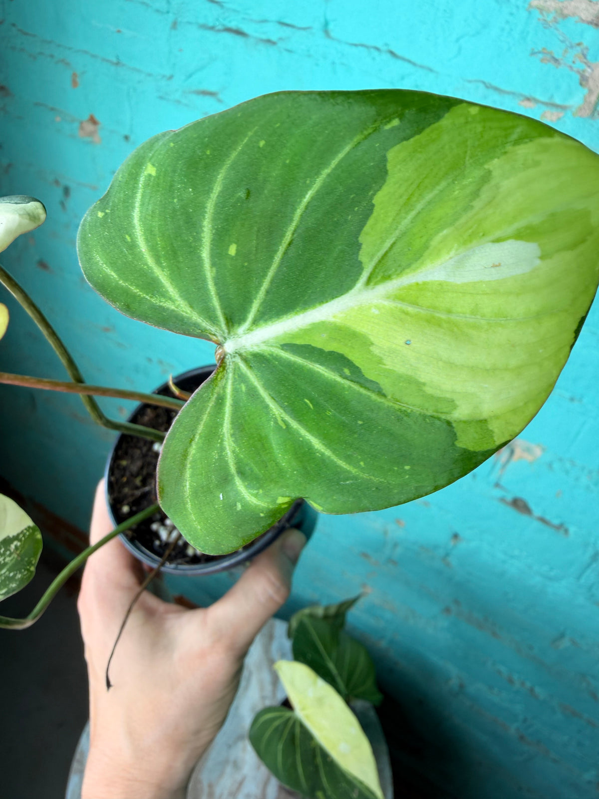 Philodendron Gloriosum Variegated Type 2