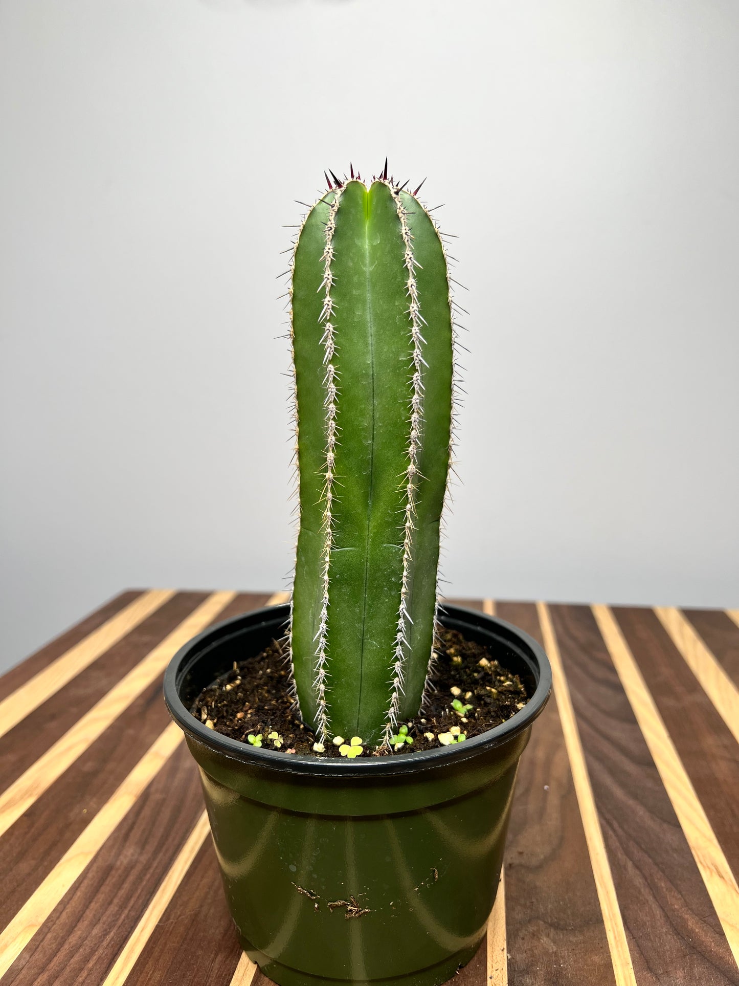Pachycereus Marginatus 6”