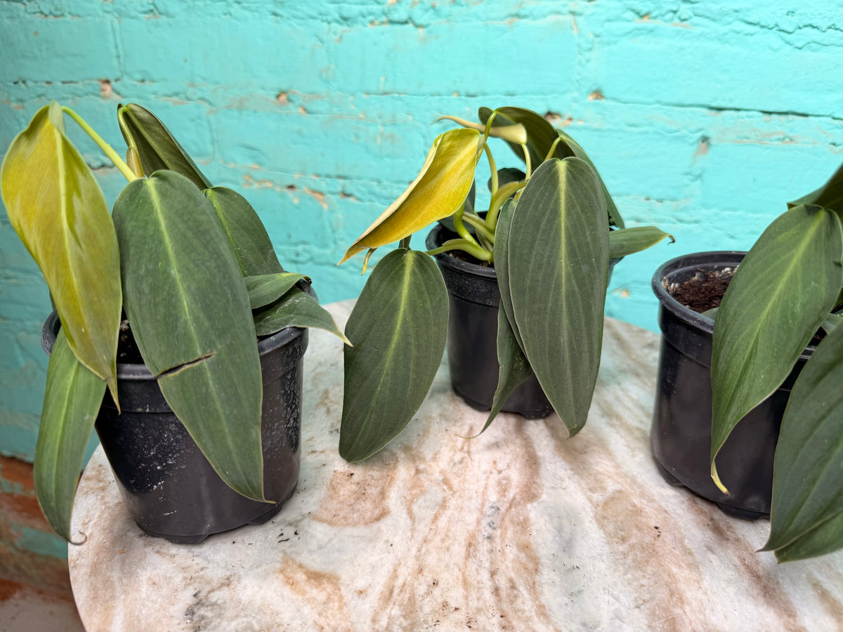 Philodendron Gigas 4”