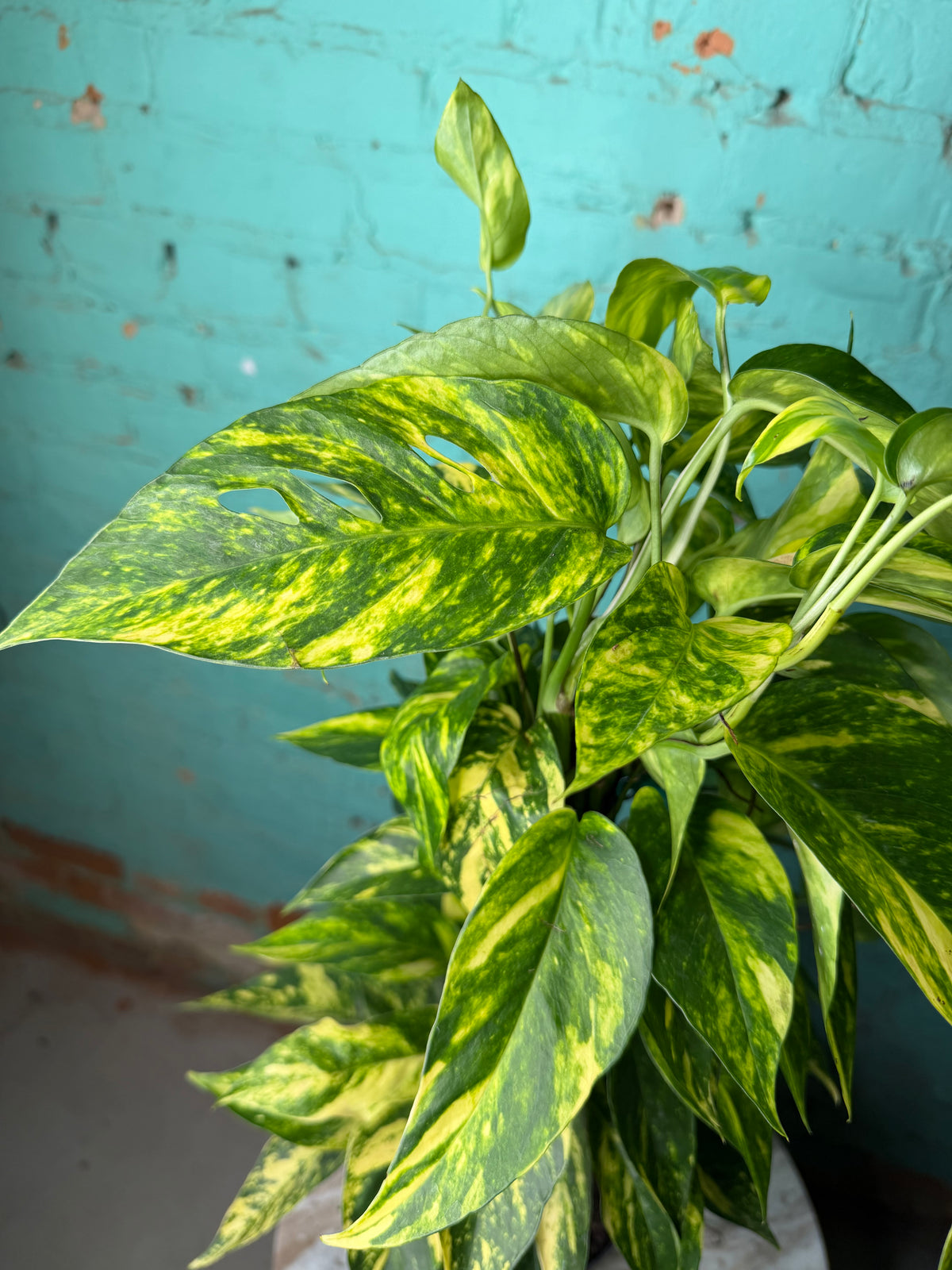 Epipremnum Pinnatum Yellow Flame 6” totem