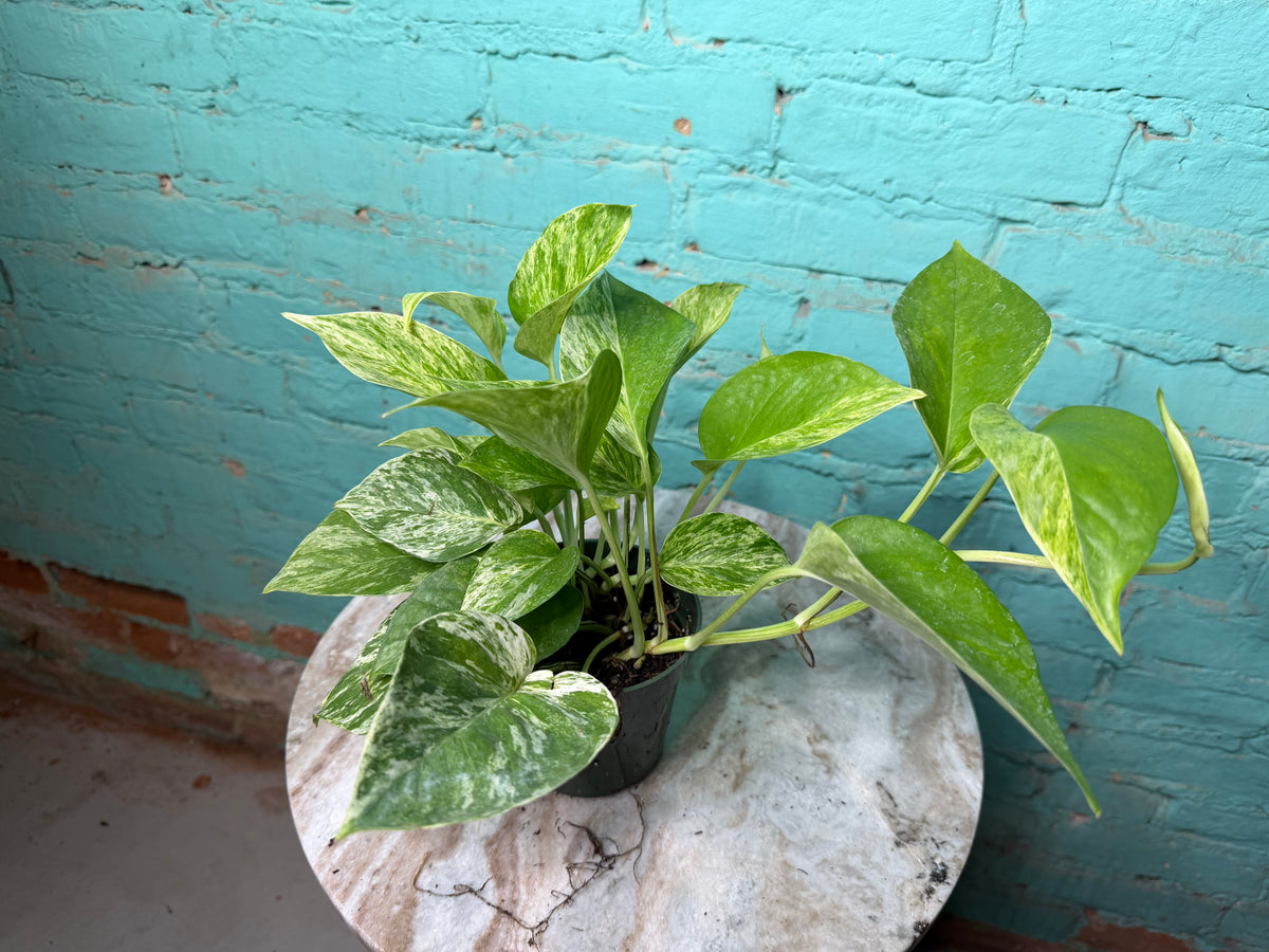 Marble Queen Pothos 4”
