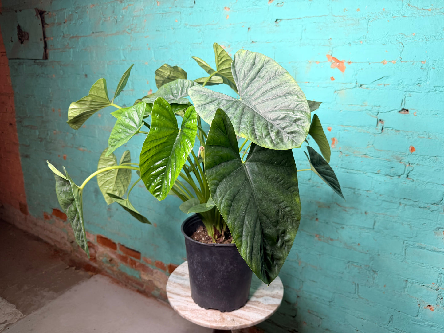 ALOCASIA LUKIWAN 8”