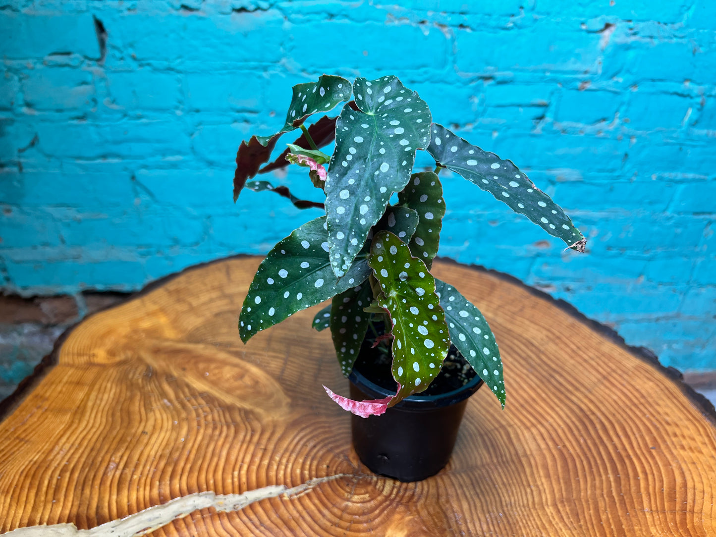 Begonia maculata- Polka Dot 4”