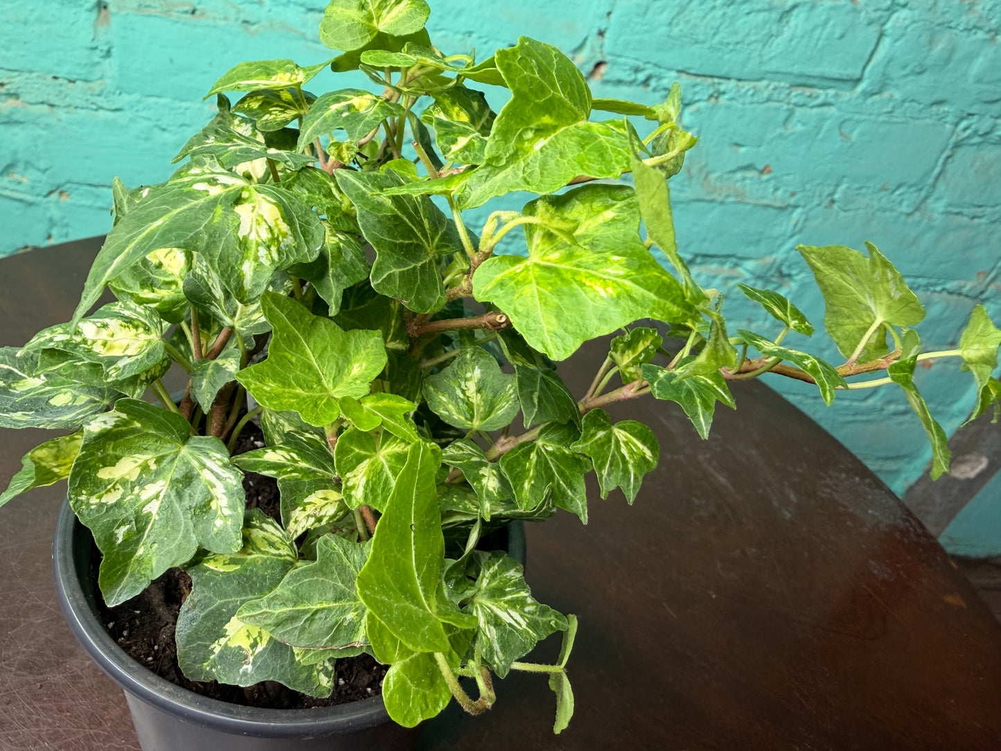 Ivy Golden Ingot