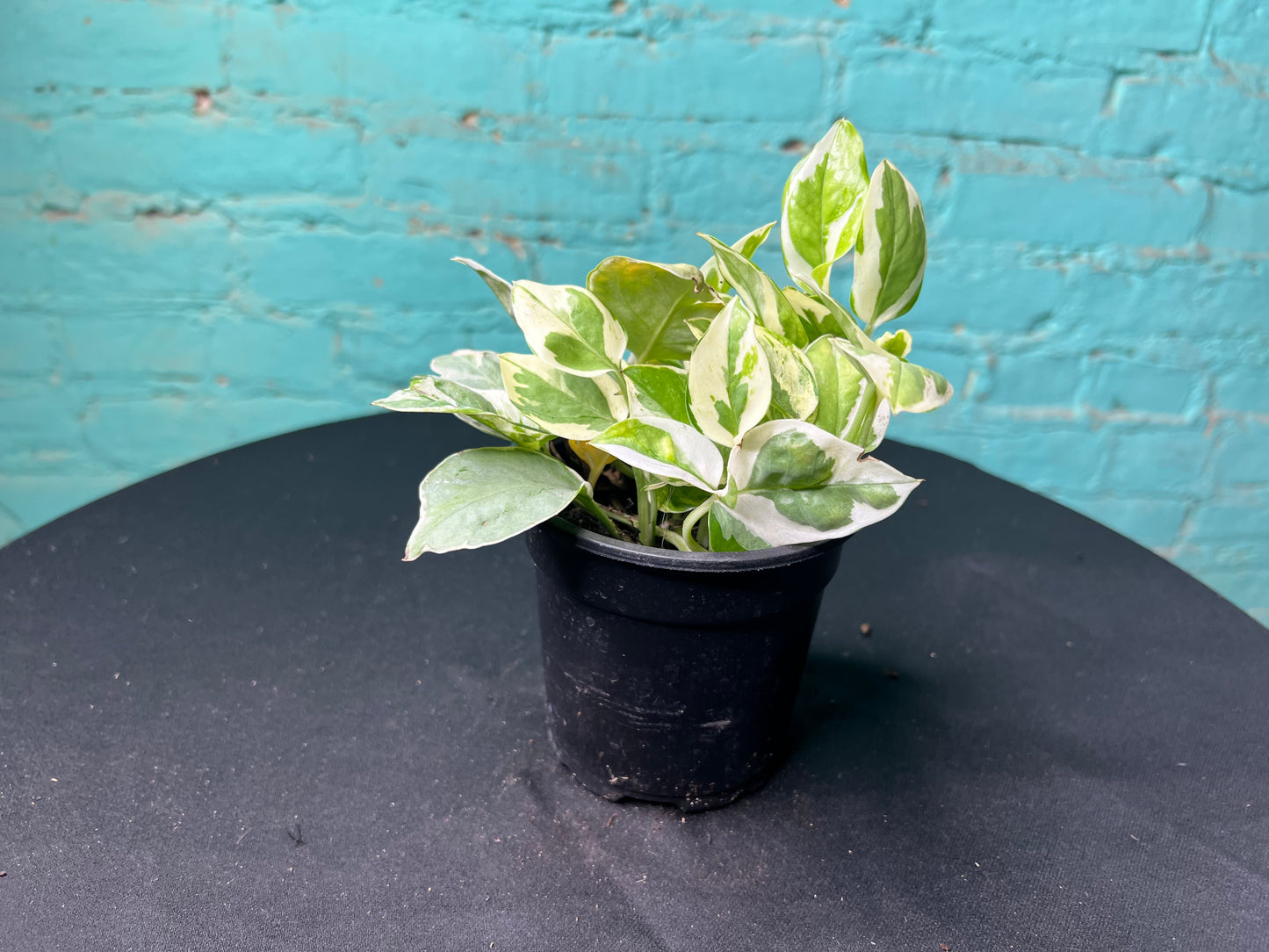 Pothos Pearls & Jade 4”
