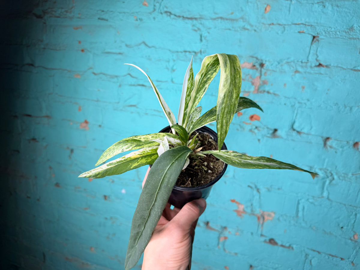 Anthurium Vittarifolium Variegated 4”