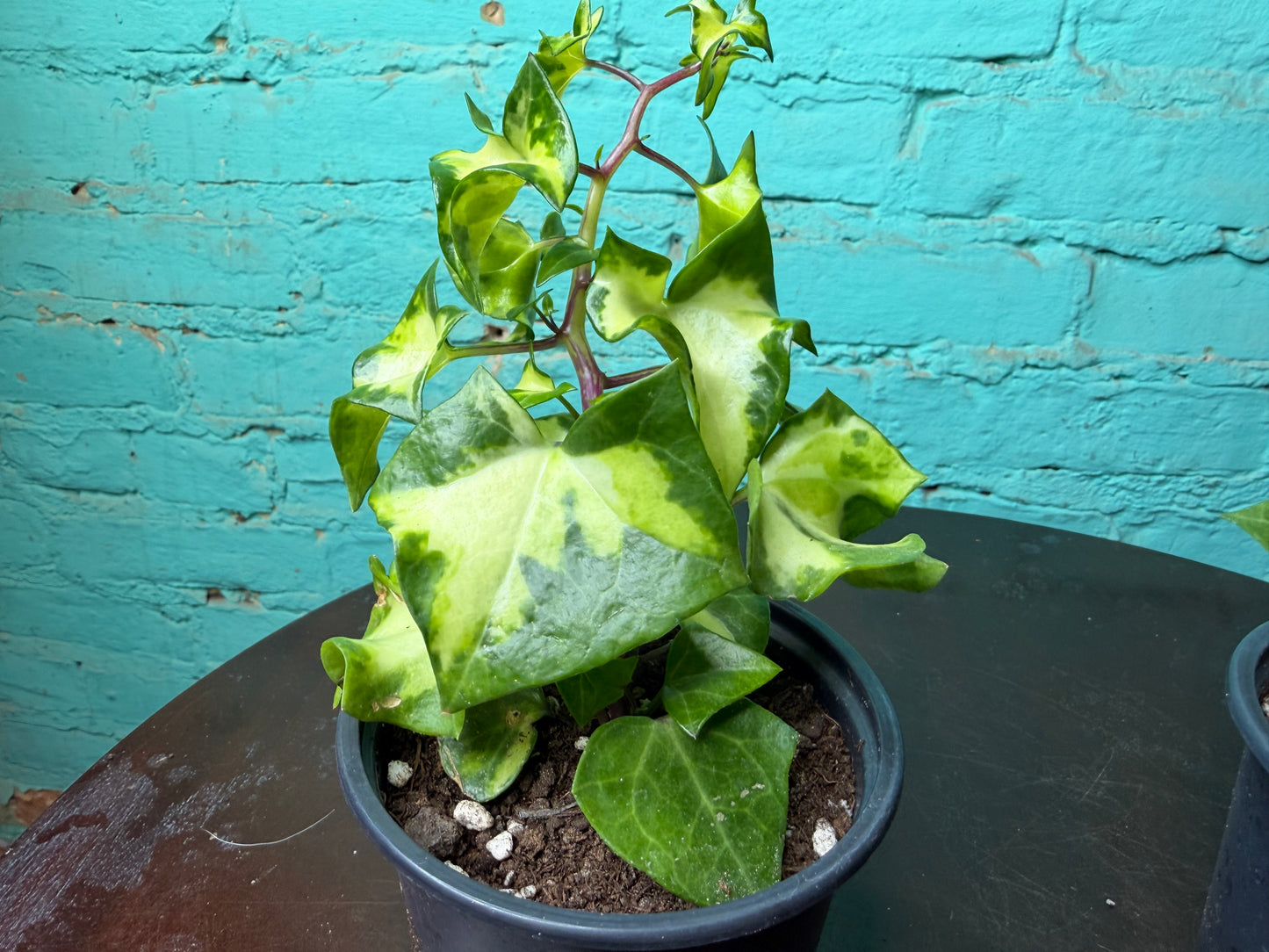 Wax Ivy 4”