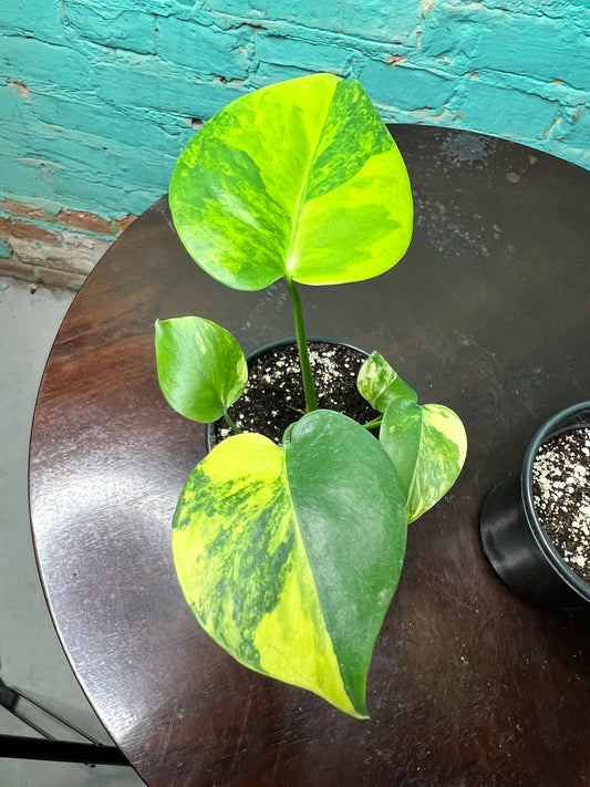 Monstera Deliciosa Yellow Marilyn 4”