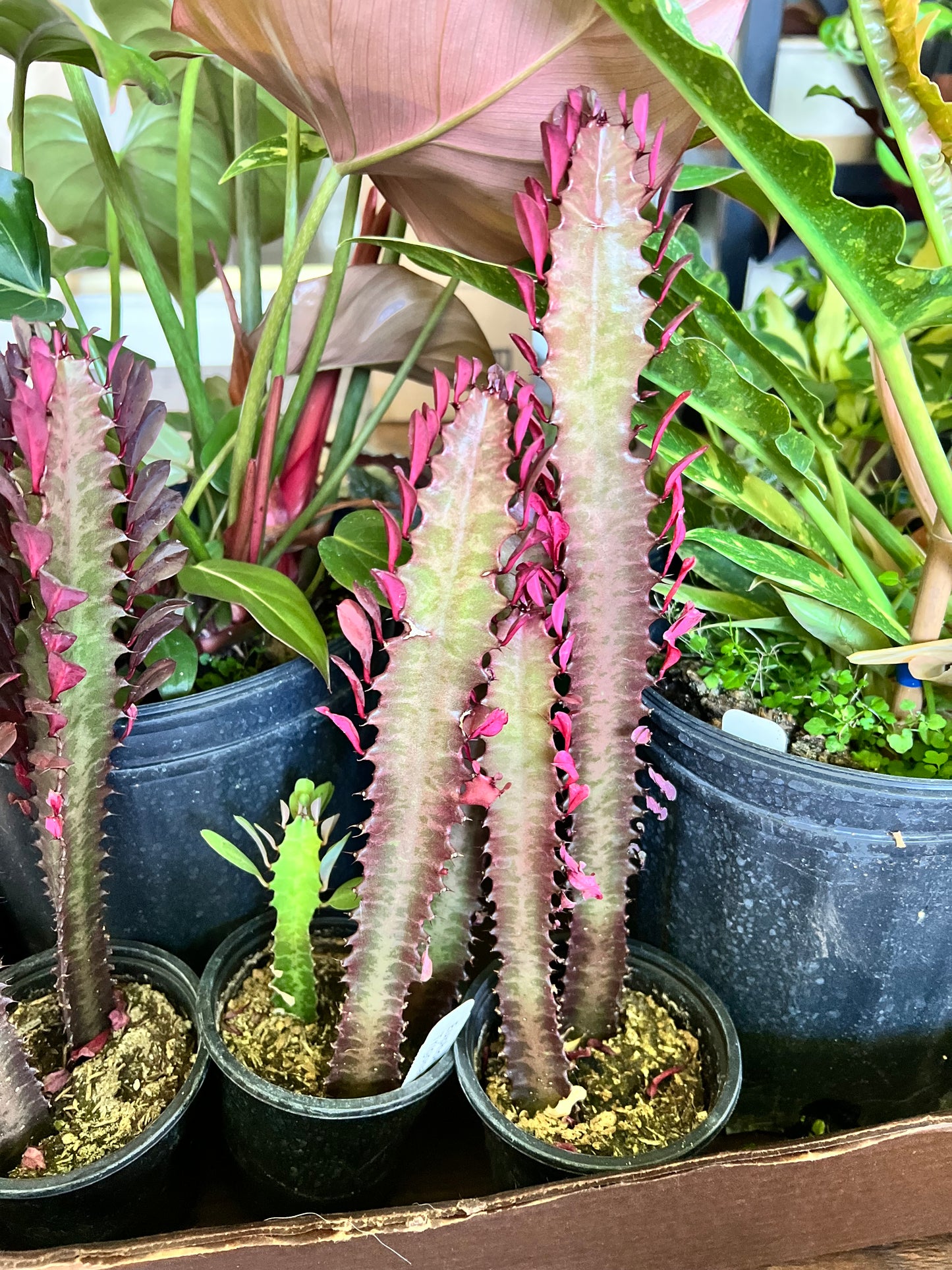 Euphorbia Trigonia Red 4”