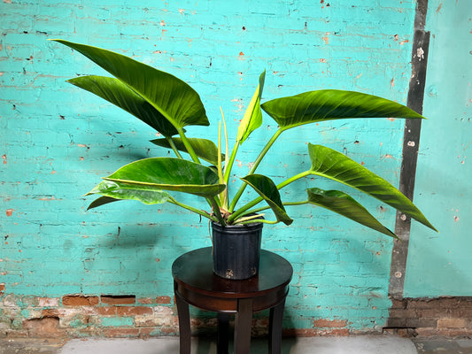 Philodendron Congo Thailand 10”
