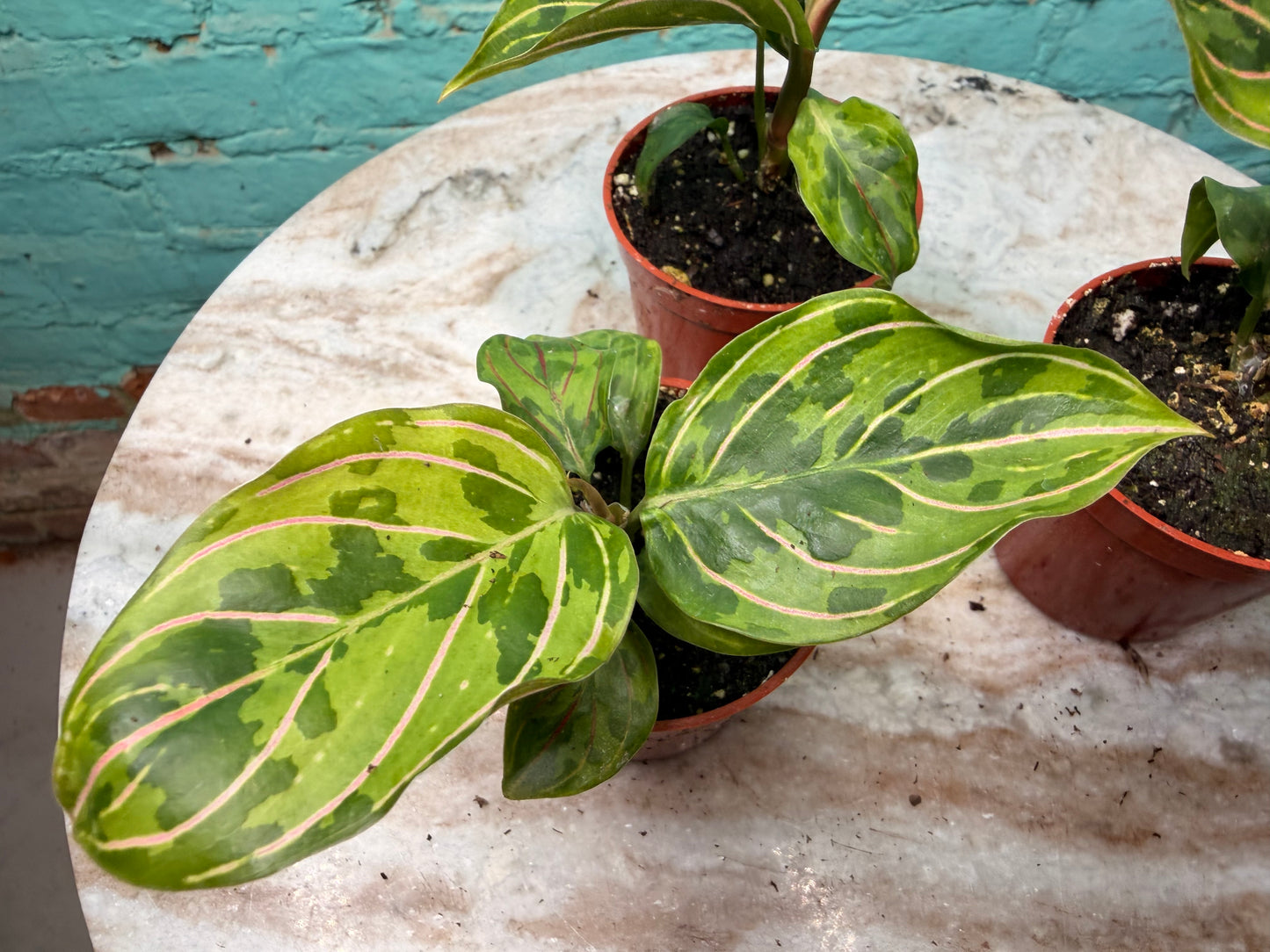 Aglaonema Red Army 2.5”