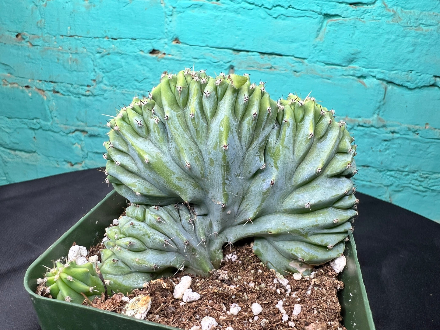 Myrtillocactus geometrizans