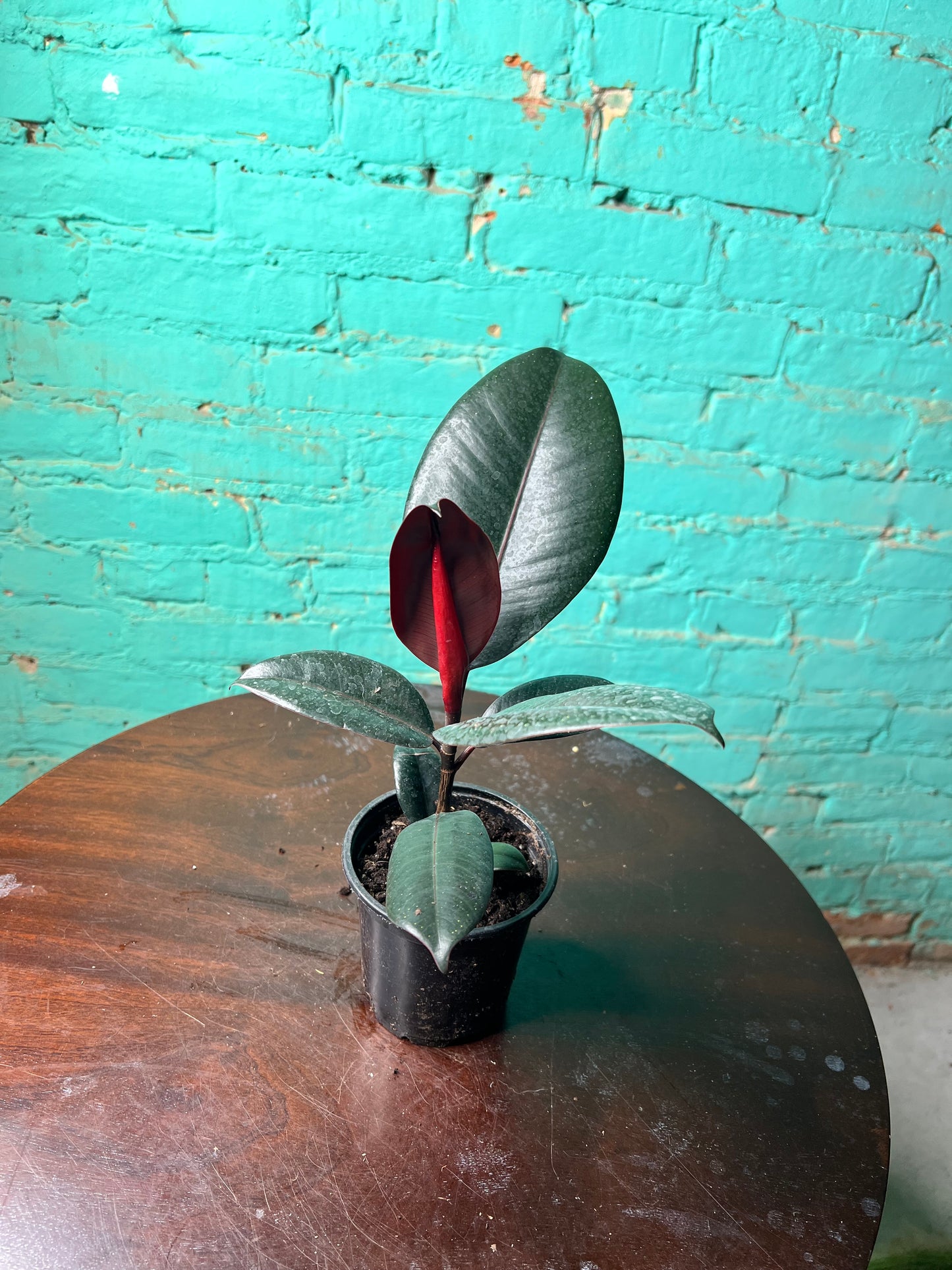 Rubber Tree-burgandy