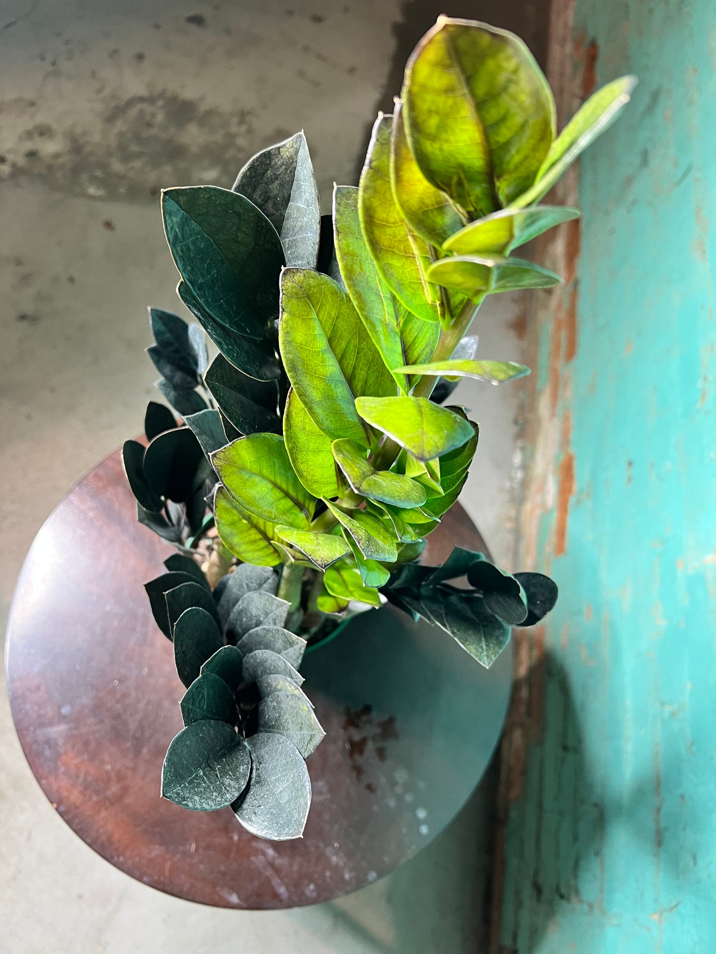 Raven ZZ Plant 6”