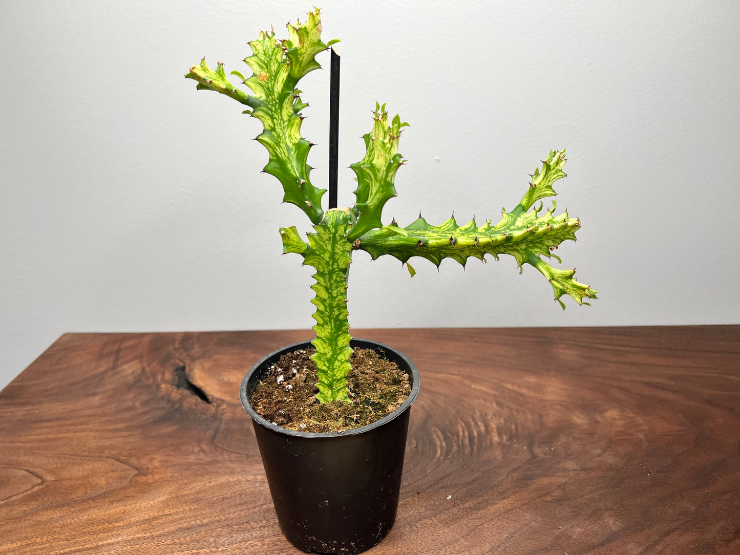 Euphorbia Trigona 5”