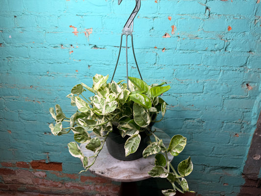 Pothos Pearls & Jade 8” basket