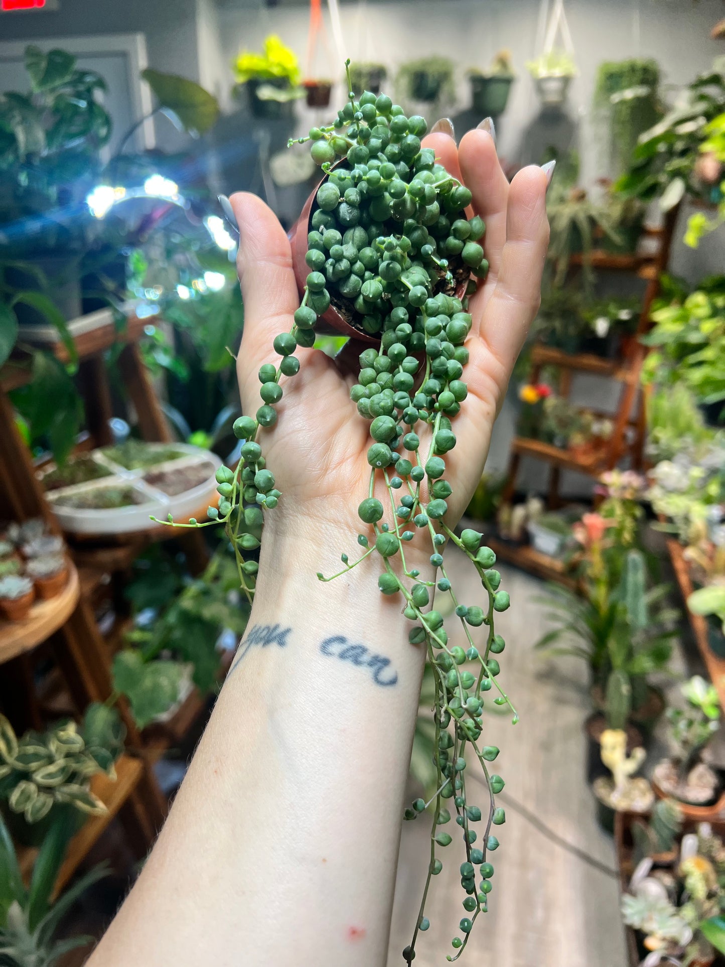 String of Pearls 3”